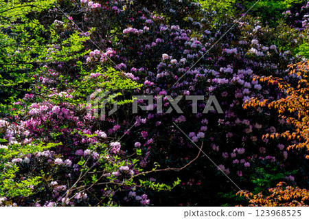 Photographing the Rhododendron colony in Kamakakeya, Hino-cho, Gamo-gun, Shiga Prefecture 123968525