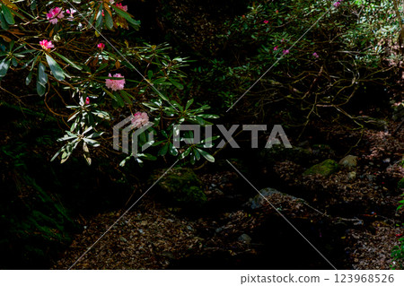 Photographing the Rhododendron colony in Kamakakeya, Hino-cho, Gamo-gun, Shiga Prefecture 123968526