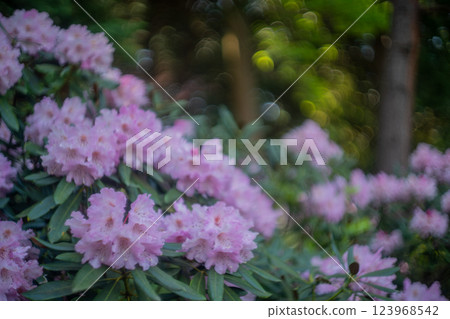 Photographing the Rhododendron colony in Kamakakeya, Hino-cho, Gamo-gun, Shiga Prefecture 123968542