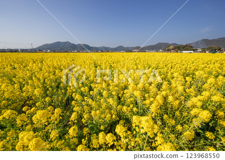 Early spring in Minamiboso: rapeseed flowers in full bloom under blue skies Early spring in Minamiboso: rapeseed flowers in full bloom under blue skies 123968550
