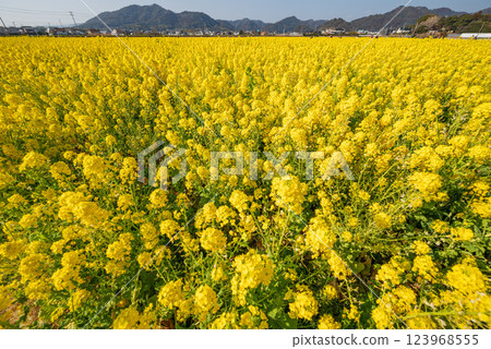 Early spring in Minamiboso: rapeseed flowers in full bloom under blue skies Early spring in Minamiboso: rapeseed flowers in full bloom under blue skies 123968555