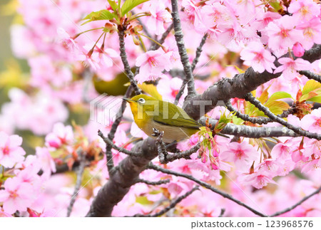 Mejiro and Kawazu cherry tree 123968576