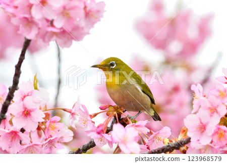 Mejiro and Kawazu cherry tree Mejiro and Kawazu cherry tree 123968579