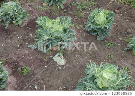 Damage caused by brown-eared bulbuls 123968586