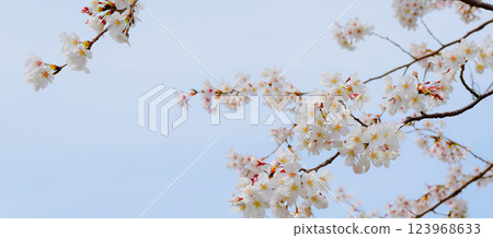 盛開的櫻花和藍天，櫻花背景，染井吉野 123968633