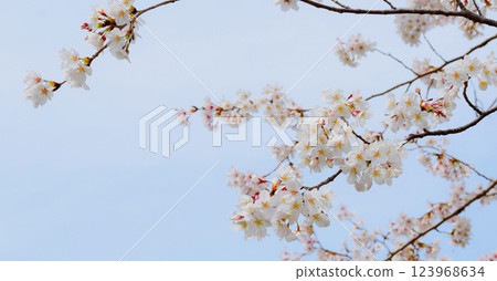 Cherry blossoms in full bloom and blue sky, Sakura background, Somei Yoshino 123968634