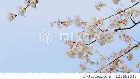盛開的櫻花和藍天，櫻花背景，染井吉野 123968635