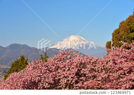 神奈川縣松田町河津櫻花和富士山 123968971