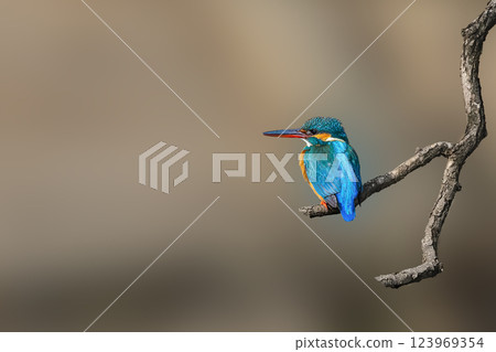 Kingfisher　 123969354