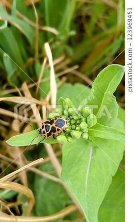 Rape flowers and turtle 123969451