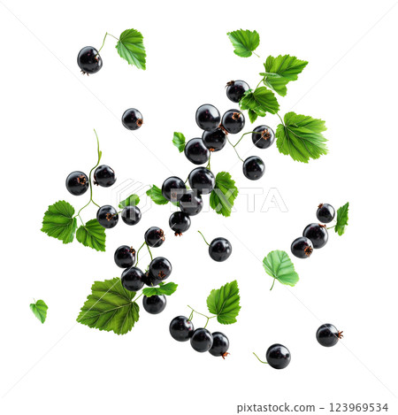 Fresh blackcurrant berries with green leaves, floating on a transparent background. Realistic black currant fruits in mid-air, highlighting their texture and appeal 123969534