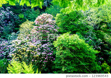 Photographing the Rhododendron colony in Kamakakeya, Hino-cho, Gamo-gun, Shiga Prefecture 123969543
