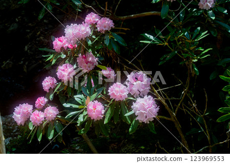 滋賀郡蒲生郡日野町鐮掛屋的杜鵑花群落拍攝 123969553