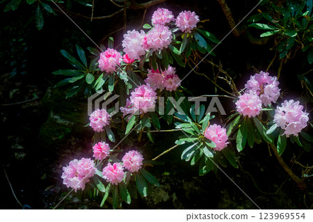 Photographing the Rhododendron colony in Kamakakeya, Hino-cho, Gamo-gun, Shiga Prefecture 123969554