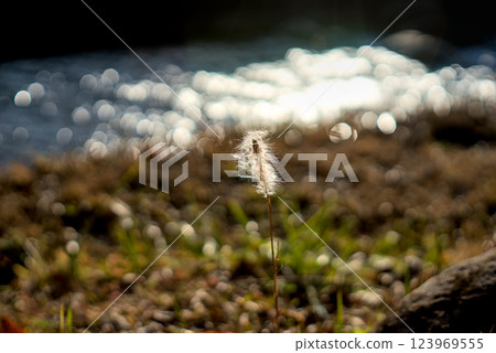 Plants shining in the backlight in autumn 123969555