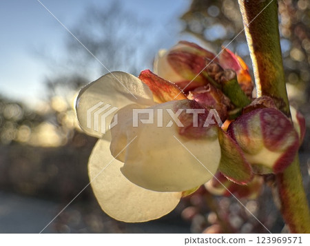 陽光照射下的白梅花 陽光照射下的白梅花 123969571