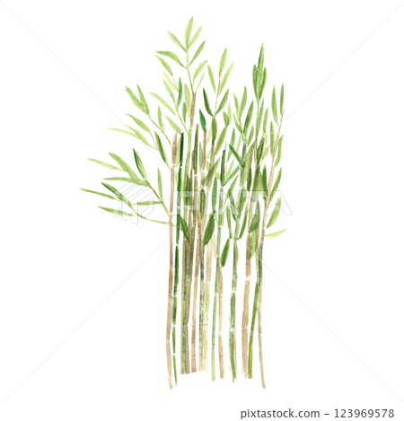 Bamboo, green plant watercolor illustration isolated on white. Hand drawn high quality clip art perfect as a design element for landscapes, cards, posters, garden decor, blog post. Asia, China nature 123969578