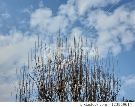 Leafless tree sculpture at Ashikaga Flower Park 123969614