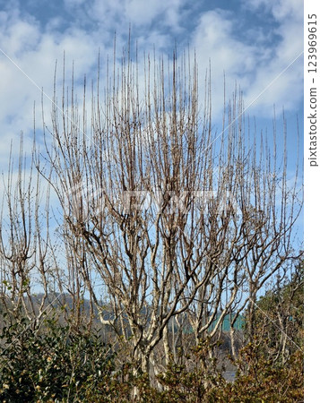 Leafless tree shape at Ashikaga Flower Park-2 123969615