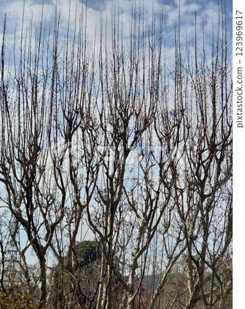 Leafless tree shape at Ashikaga Flower Park-4 123969617