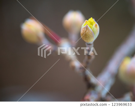 三月盛開的木瓜花蕾十分美麗 三月盛開的木瓜花蕾十分美麗 123969633
