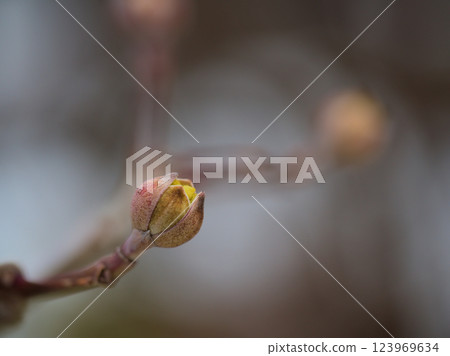 三月盛開的木瓜花蕾十分美麗 三月盛開的木瓜花蕾十分美麗 123969634