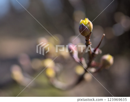 三月盛開的木瓜花蕾十分美麗 123969635