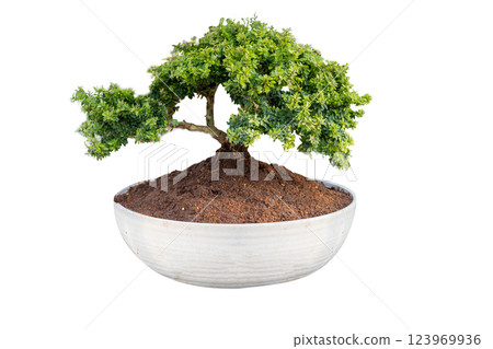 Die cut of Bonsai Desmodium Unifoliatum, Linh sam on white isolated. Die cut of Bonsai Desmodium Unifoliatum, Linh sam on white isolated. 123969936
