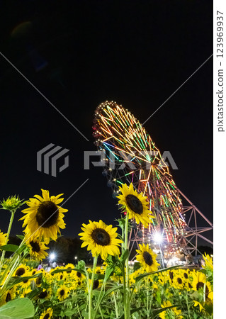 Illuminated sunflowers and Ferris wheel at Kasai Rinkai Park Illuminated sunflowers and Ferris wheel at Kasai Rinkai Park 123969937