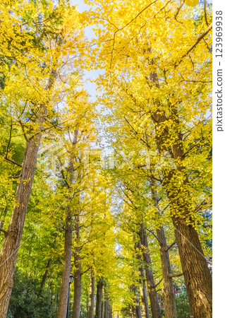 Yellow leaves of ginkgo trees at Otaguro Park Yellow leaves of ginkgo trees at Otaguro Park 123969938