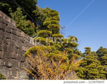 初春時節故宮東花園內盛開的金縷梅花和石牆 123970047