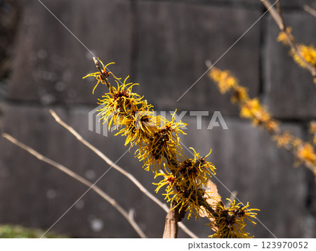 Chinese witch hazel flowers and stone walls blooming in the East Gardens of the Imperial Palace in early spring 123970052