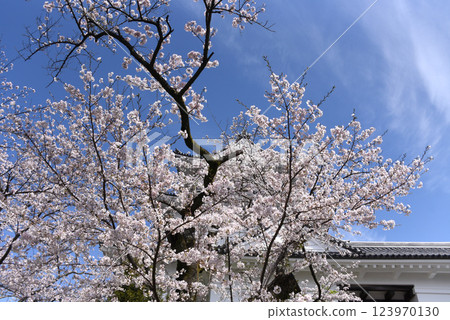 Castle cherry blossom 123970130