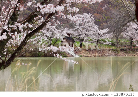 Cherry blossoms and water intake building at Lake Yagiba in Umenosato Park, Kai City, 1 Cherry blossoms and water intake building at Lake Yagiba in Umenosato Park, Kai City, 1 123970135