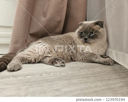 A gray Scottish Fold cat in the corner of the room. 123970194