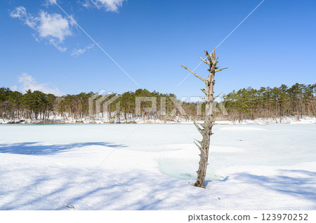 初春的五色沼與弁天沼 123970252