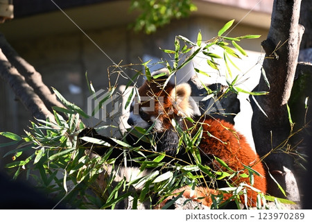 A cute red panda with beautiful brown fur 123970289