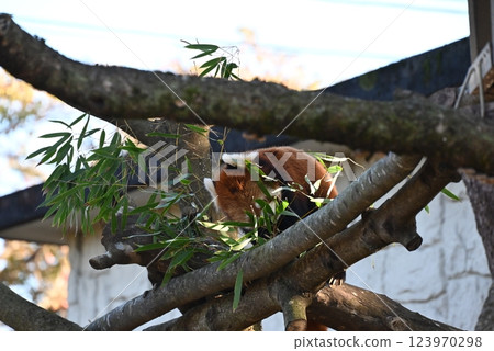 A cute red panda with beautiful brown fur 123970298