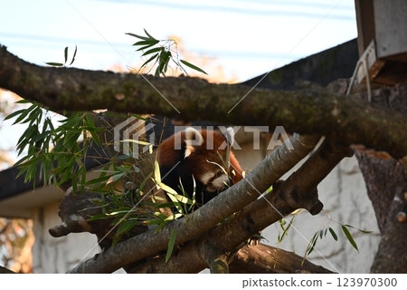 A cute red panda with beautiful brown fur A cute red panda with beautiful brown fur 123970300