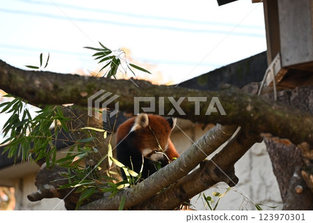 A cute red panda with beautiful brown fur 123970301