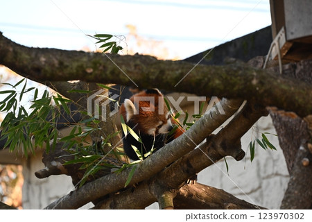 A cute red panda with beautiful brown fur 123970302