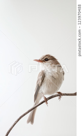 An Elegant Small Songbird Lovingly Perched on a Branch, Observing Its Peaceful Surroundings An Elegant Small Songbird Lovingly Perched on a Branch, Observing Its Peaceful Surroundings 123970488