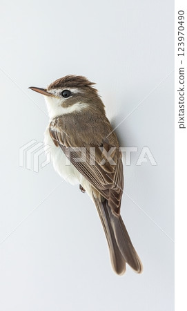 An Elegant Bird Perched Gracefully Against a Clean White Background, Captivating Viewers An Elegant Bird Perched Gracefully Against a Clean White Background, Captivating Viewers 123970490