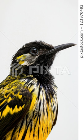 An Absolutely Stunning CloseUp of a Beautiful, Vibrantly Colored Yellow Birds Gorgeous Profile 123970492