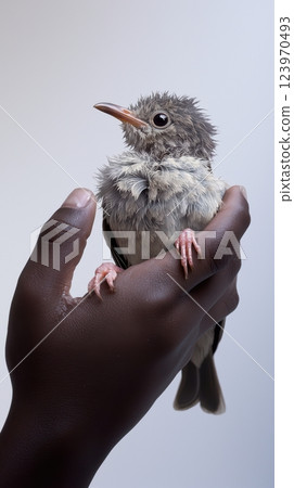 A Young Bird Held Gently, Celebrating Lifes Beauty and Fragility Through Careful Touch 123970493
