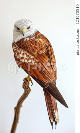 A Majestic Bird of Prey, Proudly Perched with its Stunning and Elegant Plumage on Display 123970510
