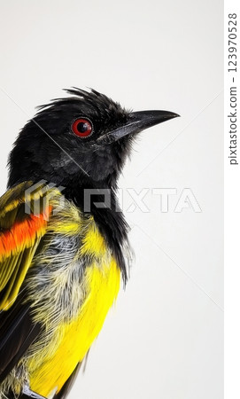 A Beautiful and Vibrant Portrait of a Bird Featuring Striking Colors and Unique Features A Beautiful and Vibrant Portrait of a Bird Featuring Striking Colors and Unique Features 123970528