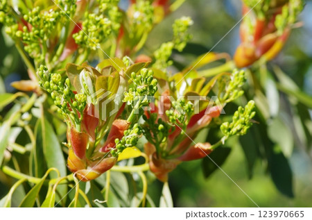Machilus thunbergii flowers and buds 123970665