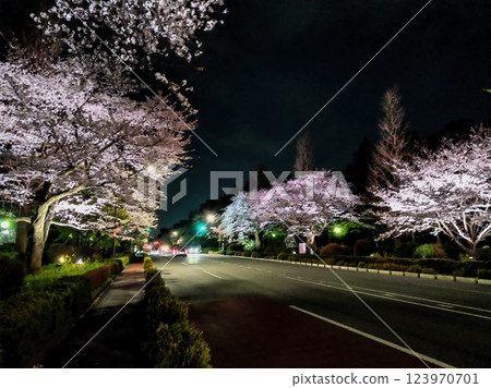 Illuminated cherry blossoms at night. Daigaku-dori street in front of Kunitachi Station. Illustrated photo. 123970701