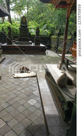 Ubud Monkey Forest - monkeys and Hindu temple Padangtegal, Ubud, Bali at Indonesia 123970959